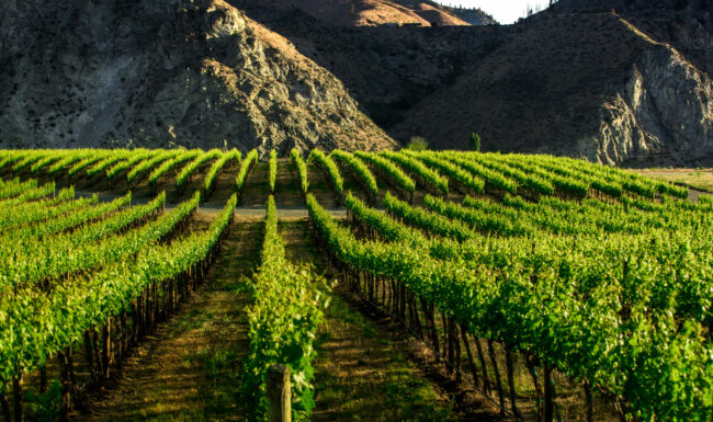 Vineyards with hills