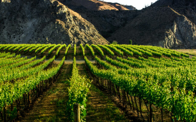 Vineyards with hills